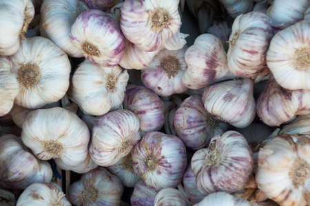 Many garlic  bulbsの写真素材