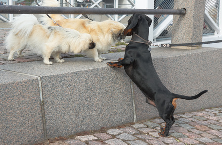 Meeting  black and tan dachshund  and two Shih Tzu on streetの写真素材