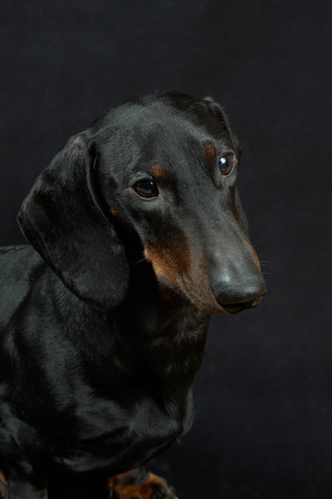 Young smooth black and tan dachshundの写真素材