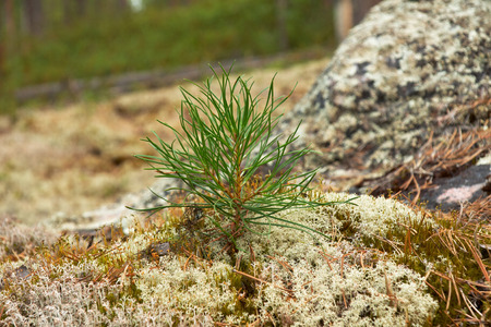Small pine sprout in moss on stoneの写真素材