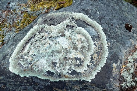 Lichen Parmeliya and others on stone