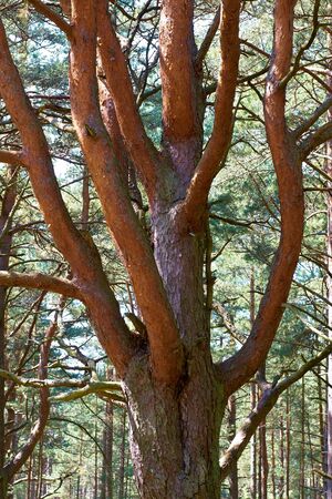 Trunk and branches of pineの写真素材