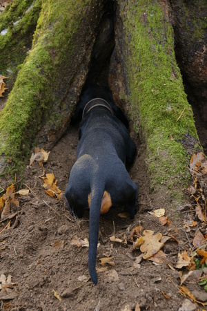 Dachshund in burrow under the roots of a treeの写真素材