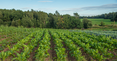 Farmers on field with turnips and cabbage in summer