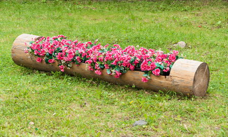 Flowerbed of red begonias and white daisies in hollowed tree trunkの写真素材