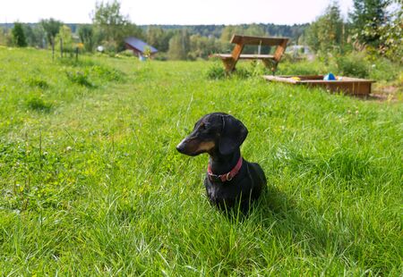 Black and tan dachshund sits in garden on grassy meadow near bench in summerの写真素材