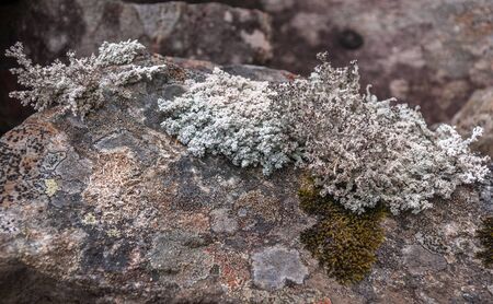 Surface of stone completely covered with moss and lichens, Karelia, Russiaの写真素材