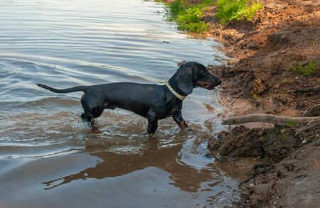 Black and tan dachshund puppy goes along lakes water to shoreの写真素材