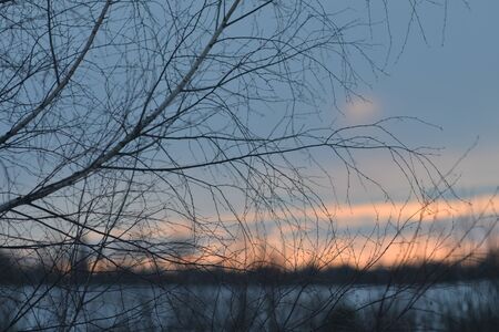 Branches of birch in early spring sunset backgroundの写真素材