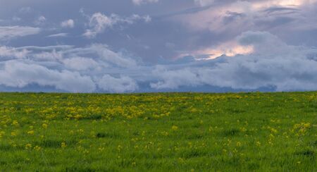 Green field with yellow rocket (Barbarea vulgaris) on spring dayの写真素材
