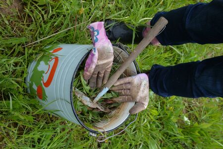 Work garden gloves and garden hoe in bucket of weeds in summer garden