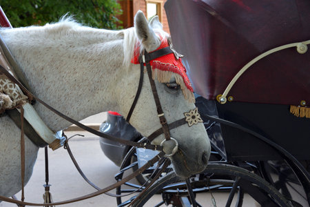 Head of white horse in elegant harness