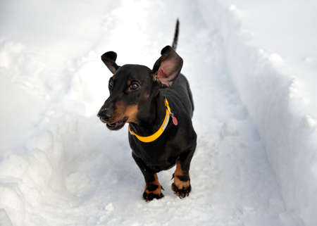 Black and tan dachshund in yellow collar on snow