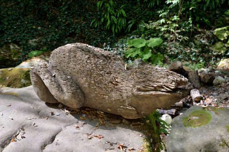 Wooden figure of frog with coins on stones in forestの写真素材