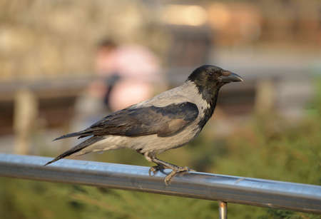 Hooded crow (Corvus cornix) (also called hoodie) sits on metal pole