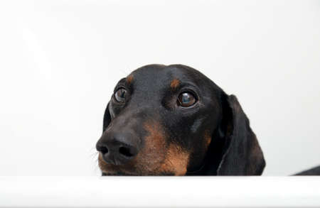 Portrait of black and tan dachshund after washing in bathの写真素材