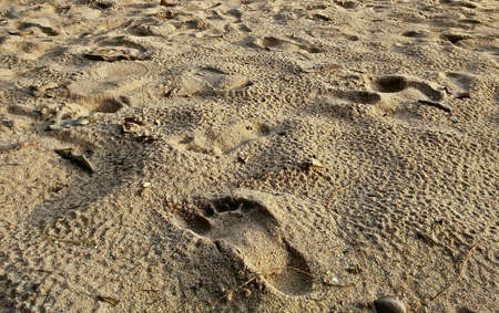 Footprint