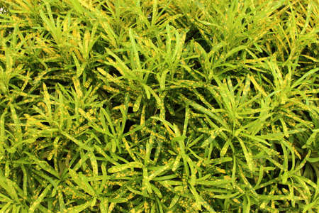 Abstract background of colorful leaf Croton tree (Cadiaeum Varigeatum) in the garden.の写真素材