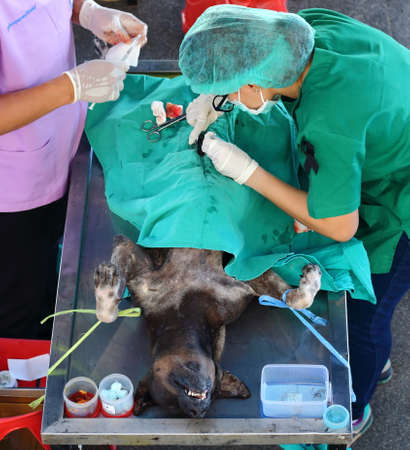 Sterilization dog by veterinarian. Close up of hands operated dog on operation bed.