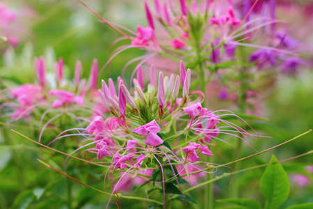 Colorful of Spider flower in the flowerbed at my garden.の写真素材