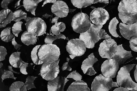 Monochrome of leaf Asiatic Pennywort in the garden.の写真素材