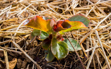 Close up of begonia plant seedling in soil with dry straw at flower bed in the garden.