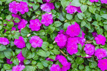 Close up of background and texture for purple Impatiens (Impatiens walleriana) flowers and green leaves in the garden.の写真素材