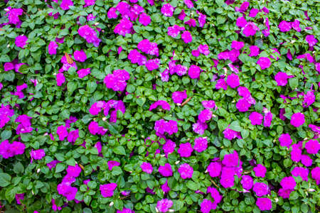 Background and texture of purple Impatiens (Impatiens walleriana) flowers and green leaves in the garden.の写真素材