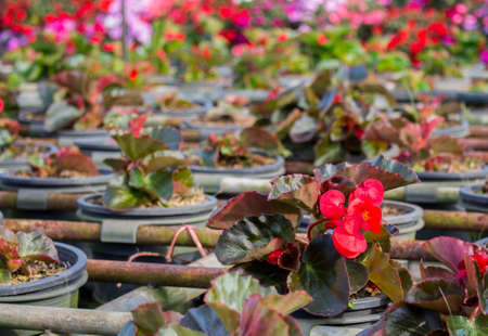 Red begonia flower in sunny day with copy space and blur background. Begonia flower in plastic pot at the nursery.の写真素材