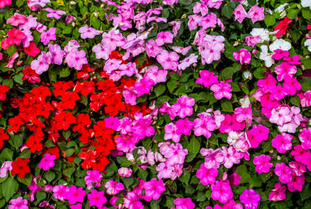 Background and texture of colorful Impatiens (Impatiens walleriana) flowers in the garden.の写真素材