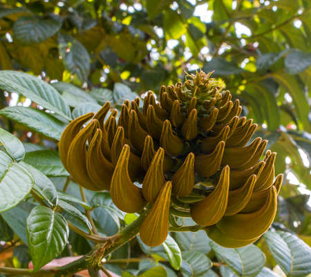 Close up of green budding African tulip tree flower (Fire bell, Fouain tree, Flame of the Forest) on...
