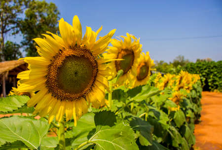 Close up of yellow sunflower in sunny day at the garden with blur background. Sunflower shallow depth of field on flower field.の写真素材