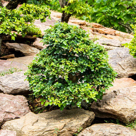 Close up of green tree on the stone at the garden.の写真素材