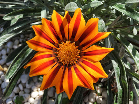 Close up of African daisy flower with green leaf background. Cape daisy in the garden.