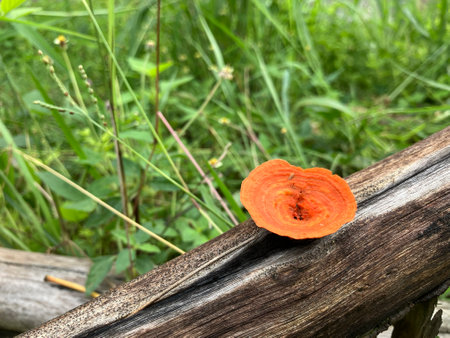 Close-up of an orange mushroom growing on a decaying tree against a backdrop of verdant grass.の写真素材