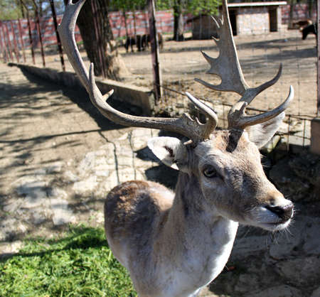 Deer in my Zooの写真素材