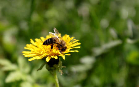 Bee
