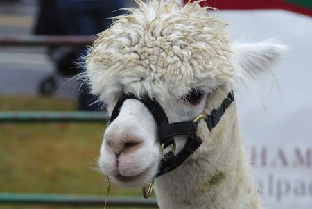 Young alpaca at a fall foliage festivalの写真素材