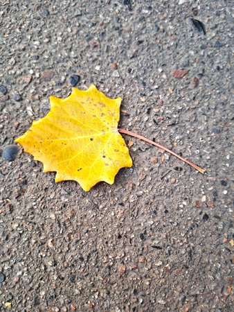 Yellow autumn leaf on the asphalt. Autumn background. Selective focus.の写真素材