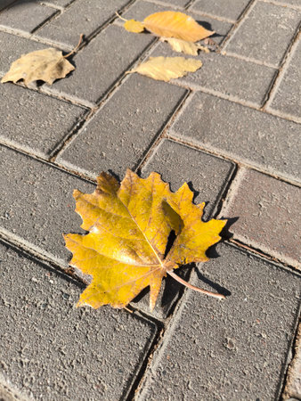 Maple leaf on the pavement in autumn, closeup of photoの写真素材