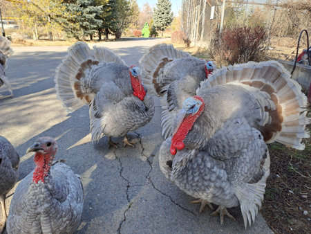 Several grey turkeys fan out their tail feathers while standing on a cracked paved road on a bright...
