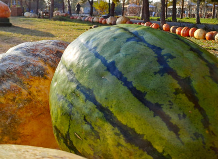 Big ripe watermelons in the autumn park. Selective focus.の写真素材