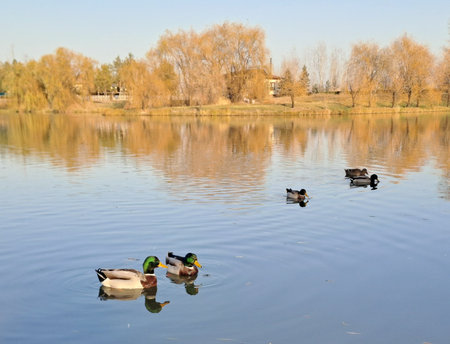 Ducks swimming on the lake in the autumn, closeup of photoの写真素材