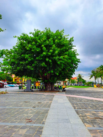 Big tree on the square in the city.の写真素材