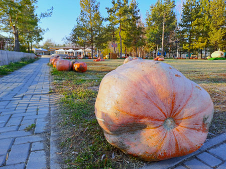 Pumpkins on the ground in the autumn park. Autumn landscape.の写真素材