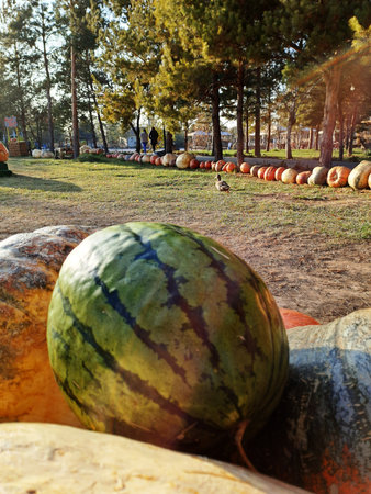 Watermelon in the park on a sunny day.の写真素材