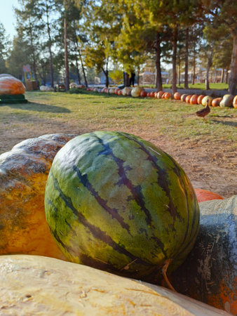 Watermelons in the park. Autumn harvest of melons.の写真素材