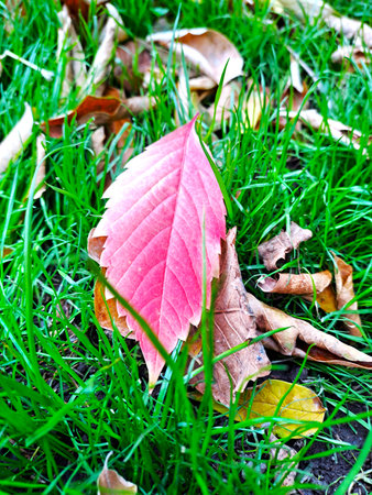 A single, sharp pink-red colored fallen leaf contrasts dramatically with the bright, lush green...