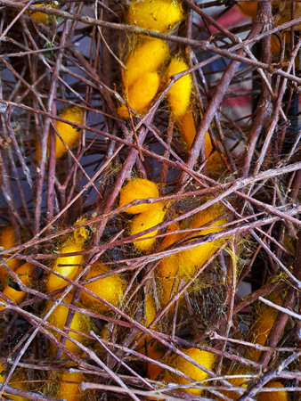 Natural golden silk cocoons are scattered within a dense network of thin brown twigs highlighting...
