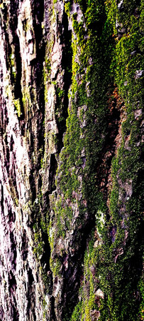 Green moss on the tree bark in the forest. Natural background.